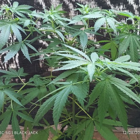Black Jack  growlog timeline photo