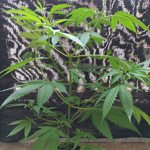 Master Kush  growlog timeline photo