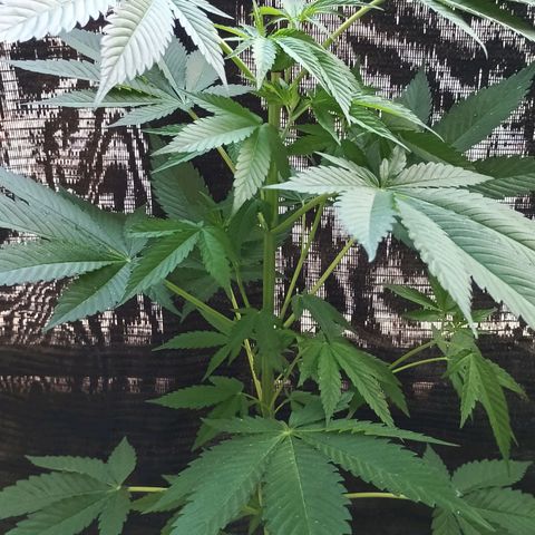 Northern Lights growlog timeline photo