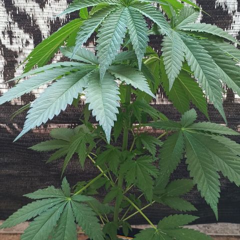 Black Domina  growlog timeline photo