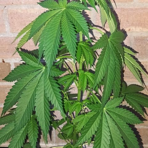 Black Domina  growlog timeline photo