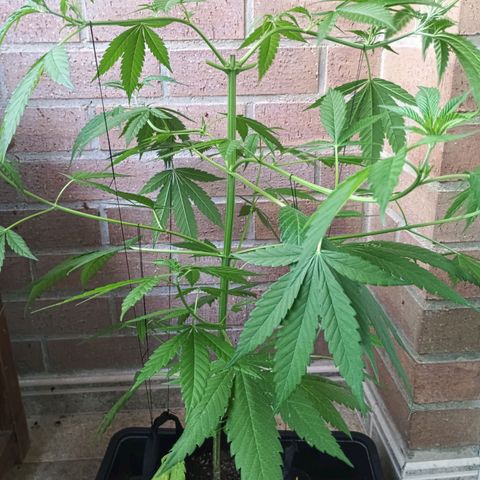 Master Kush  growlog timeline photo