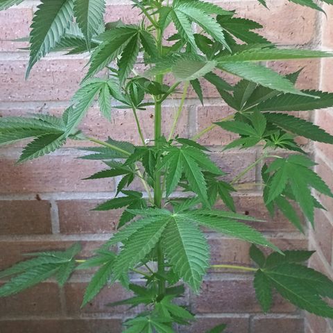 Northern Lights growlog timeline photo