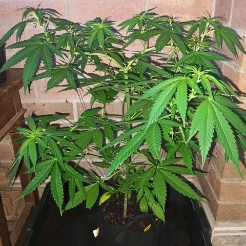 Black Jack  growlog timeline photo