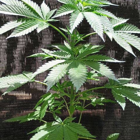 Black Domina  growlog timeline photo