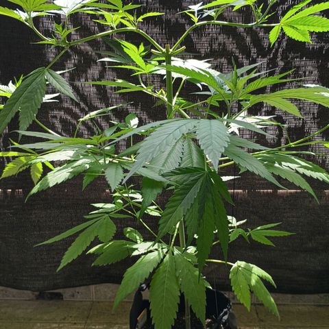 Master Kush  growlog timeline photo