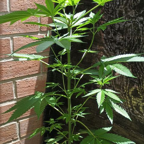 Northern Lights growlog timeline photo