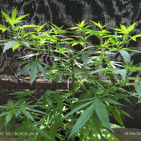 Black Jack  growlog timeline photo