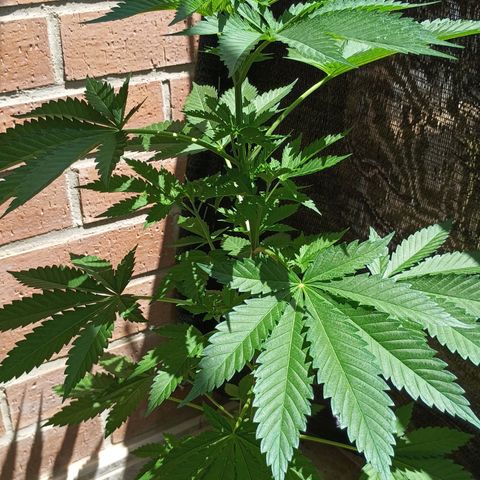 Black Domina  growlog timeline photo