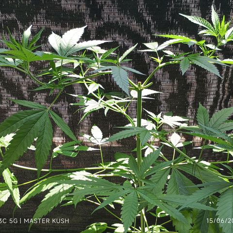 Master Kush  growlog timeline photo