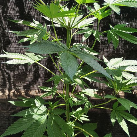 Northern Lights growlog timeline photo