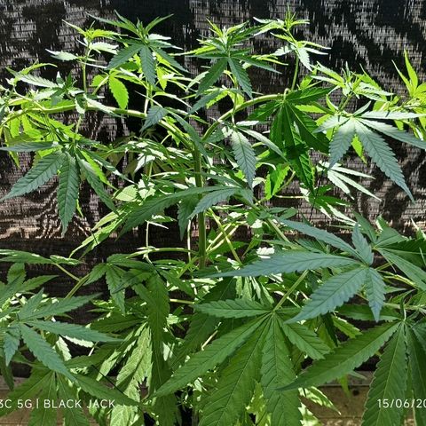Black Jack  growlog timeline photo
