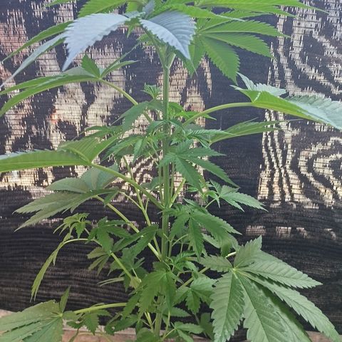 Black Domina  growlog timeline photo