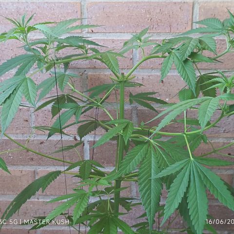 Master Kush  growlog timeline photo