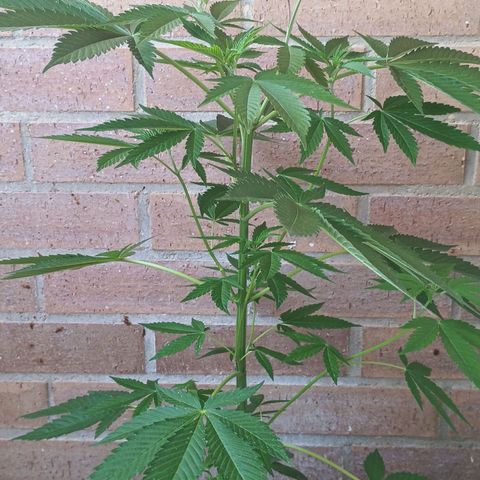 Northern Lights growlog timeline photo