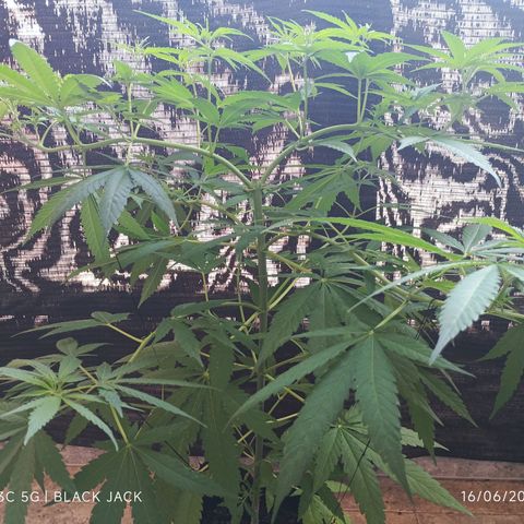 Black Jack  growlog timeline photo