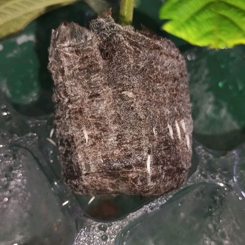 Master Kush  growlog timeline photo