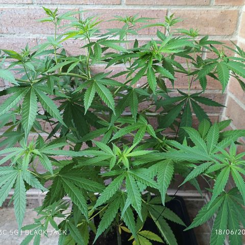 Black Jack  growlog timeline photo