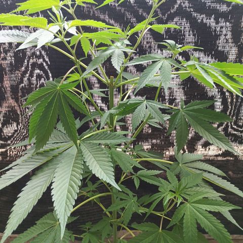 Northern Lights growlog timeline photo
