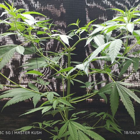 Master Kush  growlog timeline photo