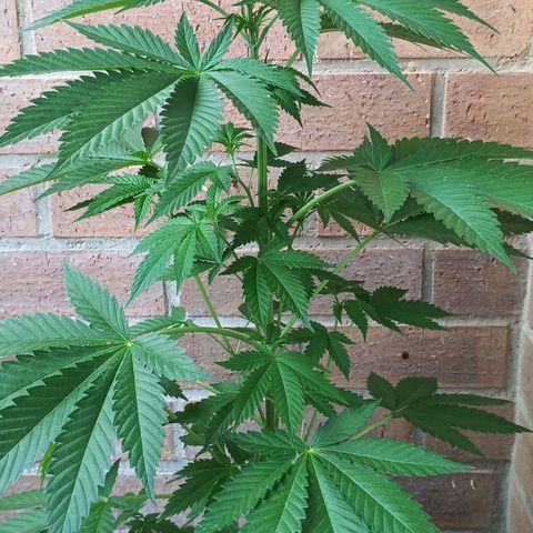 Black Domina  growlog timeline photo