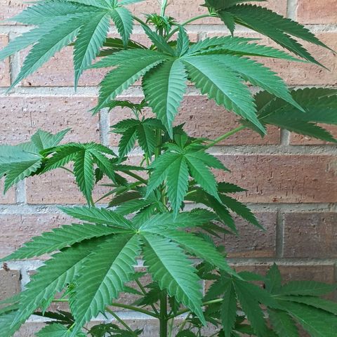 Black Domina  growlog timeline photo