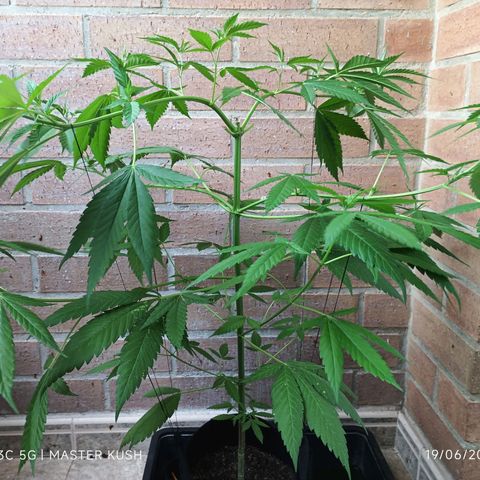 Master Kush  growlog timeline photo