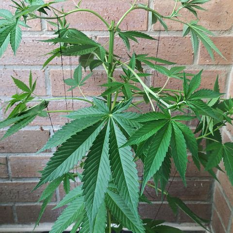 Northern Lights growlog timeline photo