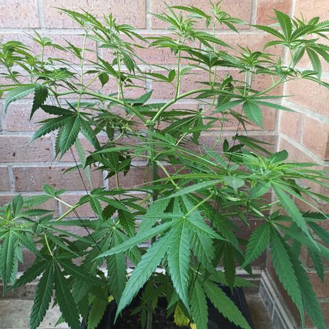 Black Jack  growlog timeline photo