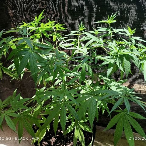Black Jack  growlog timeline photo