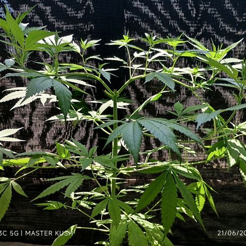 Master Kush  growlog timeline photo