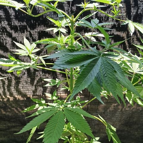 Northern Lights growlog timeline photo
