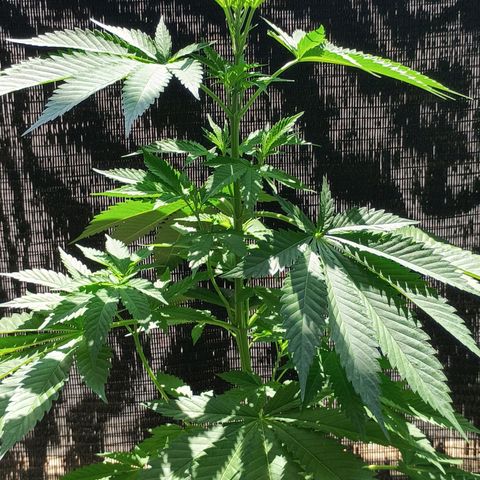 Black Domina  growlog timeline photo