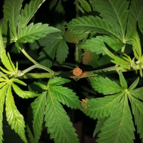 Black Domina  growlog timeline photo