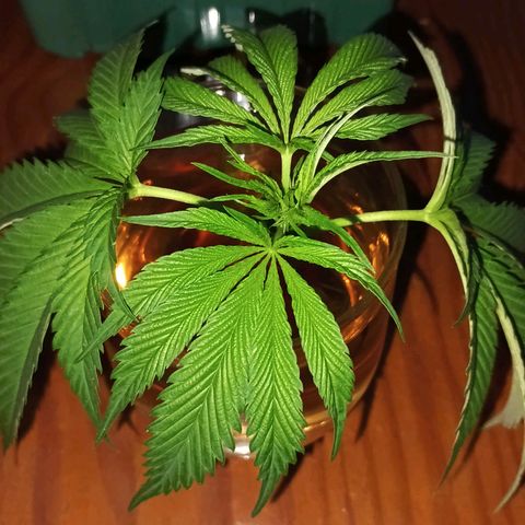 Black Domina  growlog timeline photo
