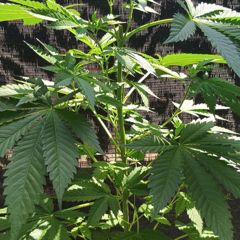 Black Domina  growlog timeline photo