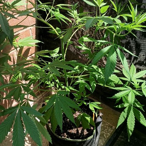 Master Kush  growlog timeline photo