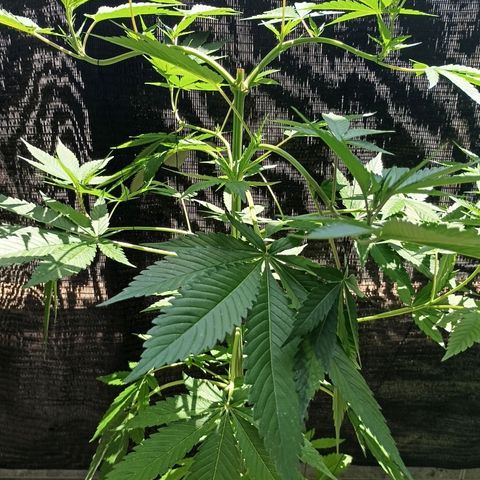 Northern Lights growlog timeline photo