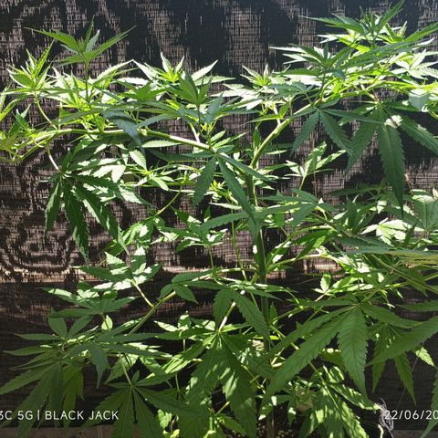 Black Jack  growlog timeline photo