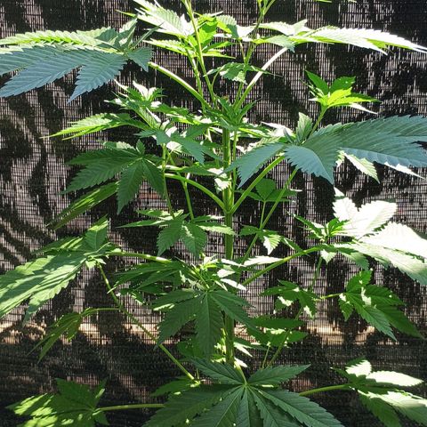 Black Domina  growlog timeline photo
