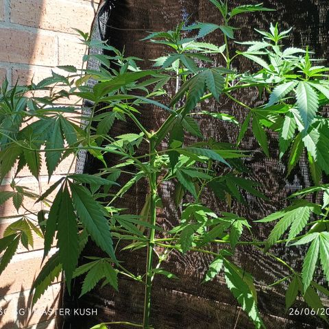 Master Kush  growlog timeline photo
