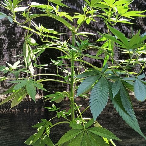 Northern Lights growlog timeline photo