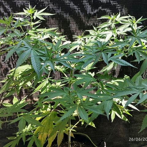 Black Jack  growlog timeline photo