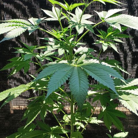 Black Domina  growlog timeline photo