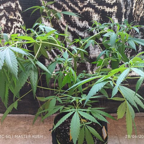 Master Kush  growlog timeline photo