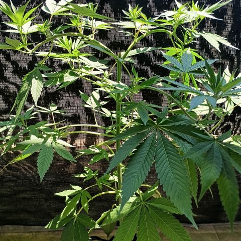 Northern Lights growlog timeline photo