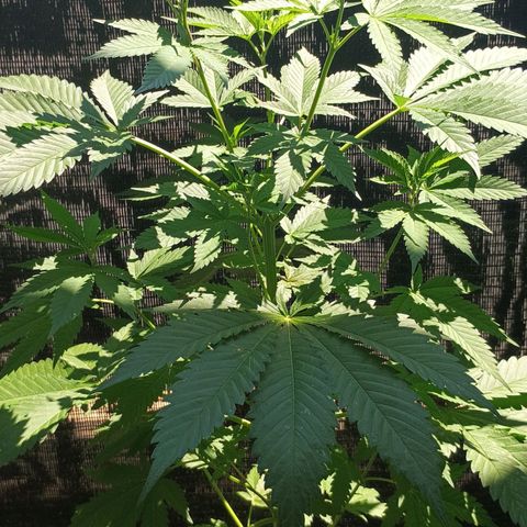 Black Domina  growlog timeline photo
