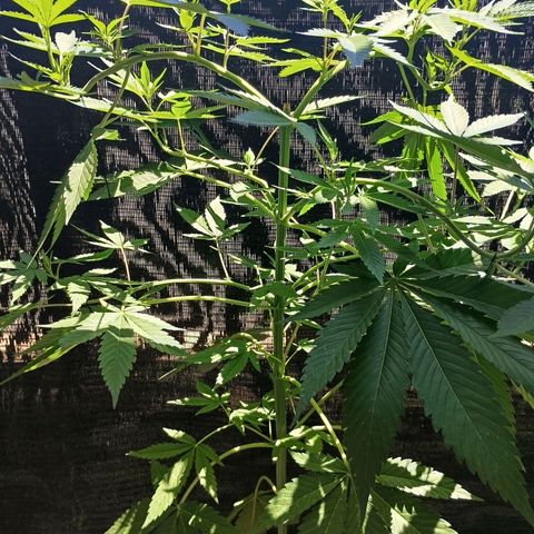 Northern Lights growlog timeline photo