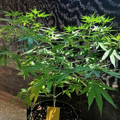 Black Jack  growlog timeline photo