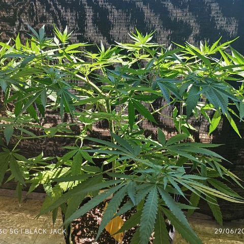 Black Jack  growlog timeline photo